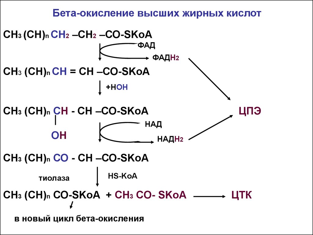 Окисление жирных кислот. Бета окисление высших жирных кислот. Схема бета-окисления ВЖК. Β-окисление высших жирных кислот. Beta окисление жирных кислот.