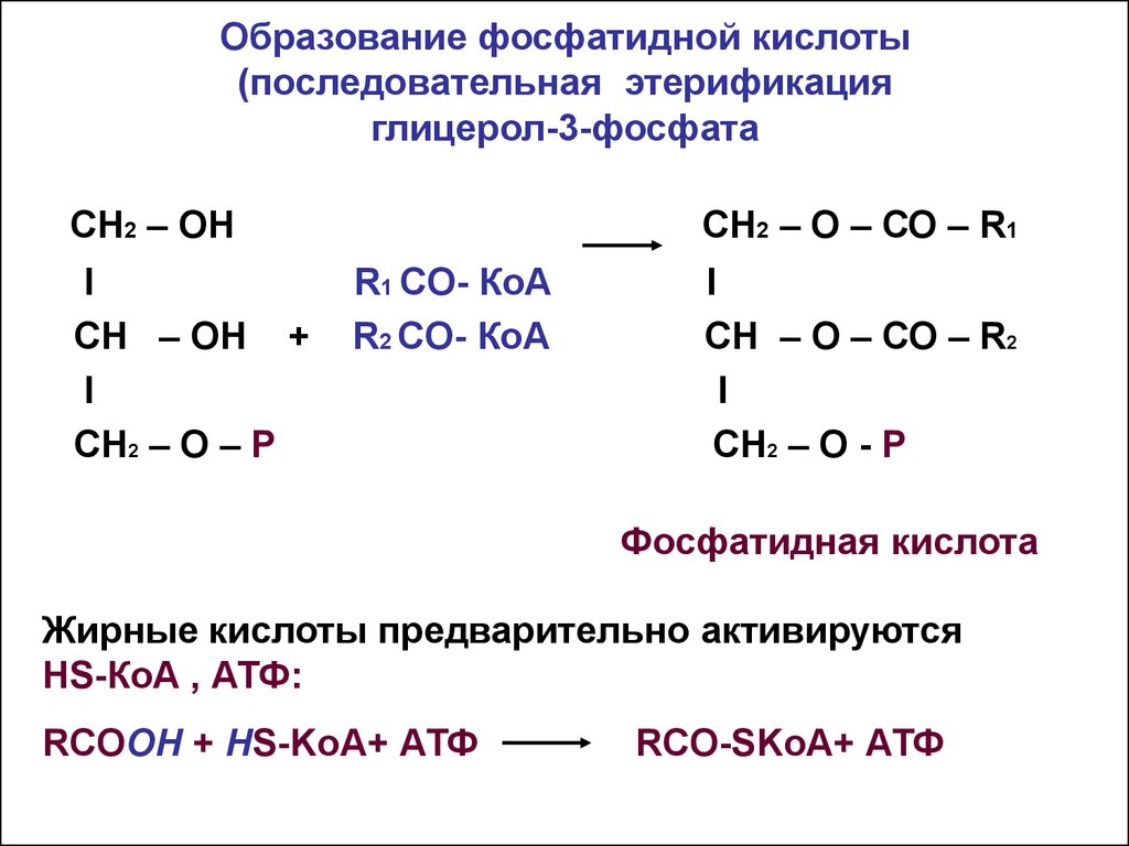 Реакции образования кислотных. Реакция образования фосфатидной кислоты. Схема реакции образования глицерол-3-фосфата.. Образование фосфатидной кислоты из глицерол-3-фосфата. Реакции синтеза фосфатидной кислоты.