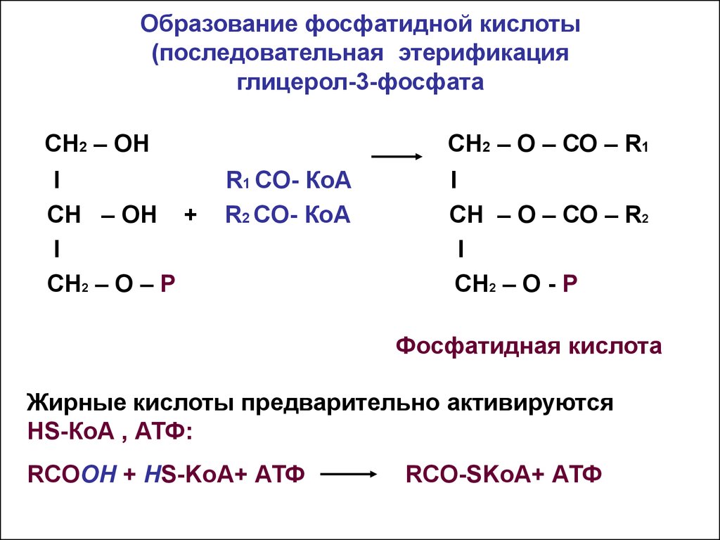 Реакция образования глицерина. Реакция образования фосфатидной кислоты. Схема реакции образования глицерол-3-фосфата.. Образование фосфатидной кислоты из глицерина. Образование фосфатидной кислоты из глицерол-3-фосфата.