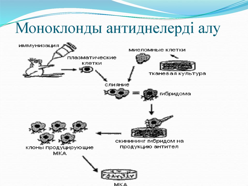 Клон антитела