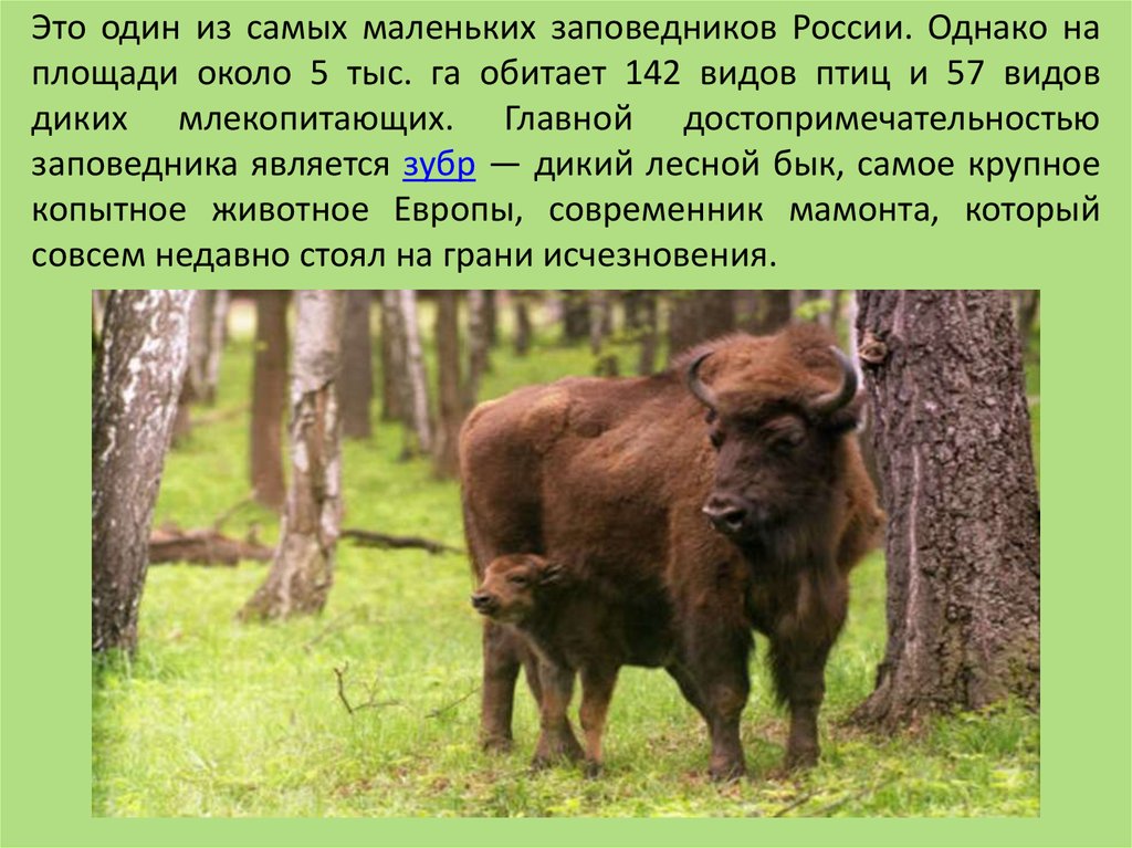 Это один из самых маленьких заповедников России. Однако на площади около 5 тыс. га обитает 142 видов птиц и 57 видов диких