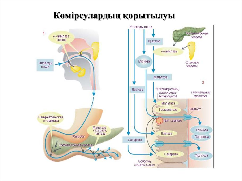 Пищеварительные ферменты расщепляющие углеводы