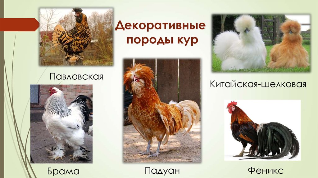 Списка петуха. Название породистых кур. Породы кур. Породы домашних кур. Куры разных пород.