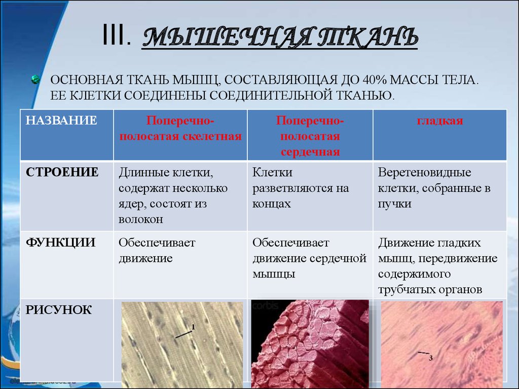 Ткани человека схема