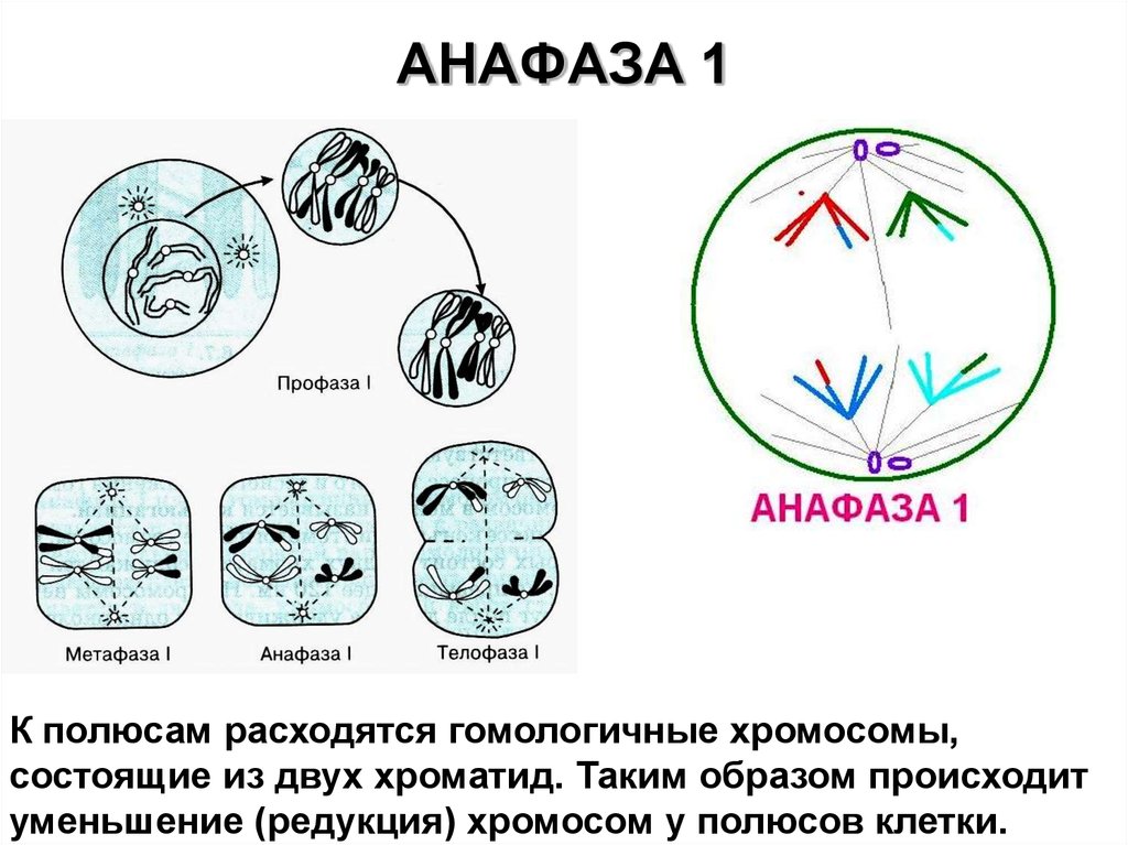 Анафаза мейоза 1 рисунок