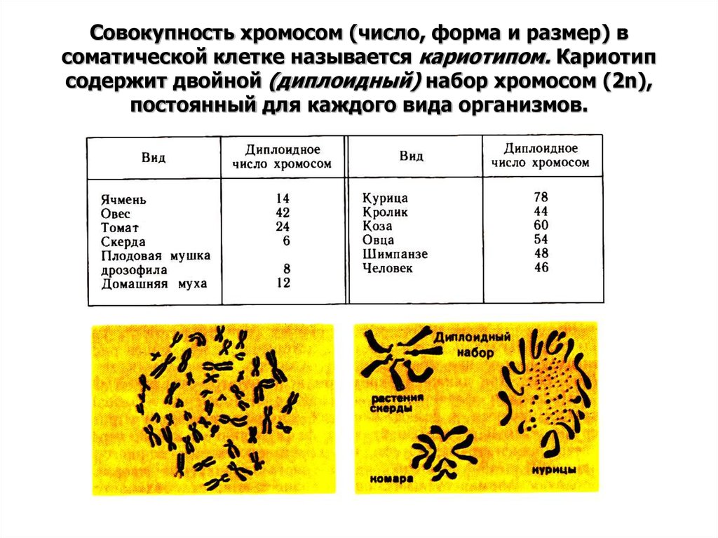 Совокупность хромосом (число, форма и размер) в соматической клетке называется кариотипом. Кариотип содержит двойной (диплоидный) набор хр