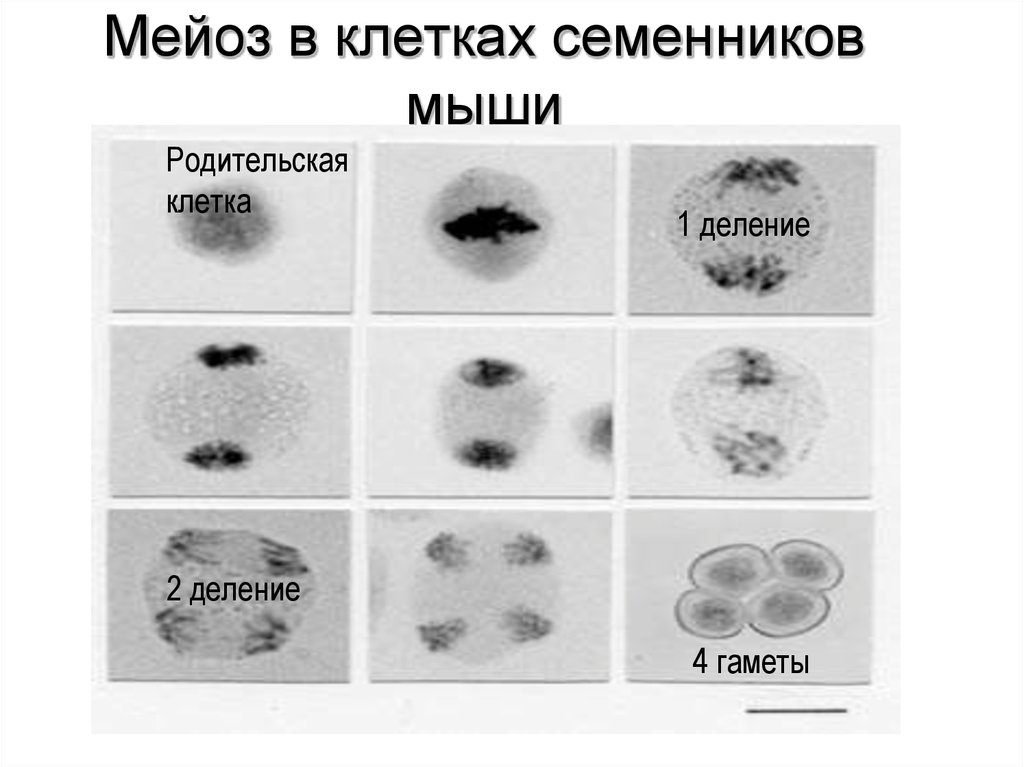Мейоз в клетках семенников мыши