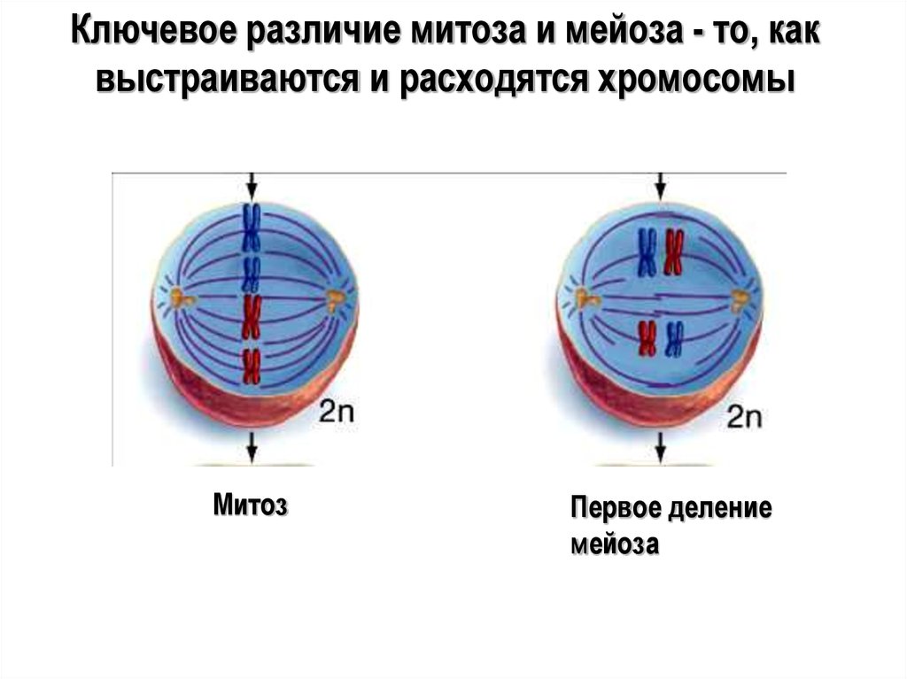 Значение мейоза. Клетки способные к редукционному делению. Самая длительная фаза редукционного деления. Что представляет собой редукционное деление. К редукционному делению относится:.