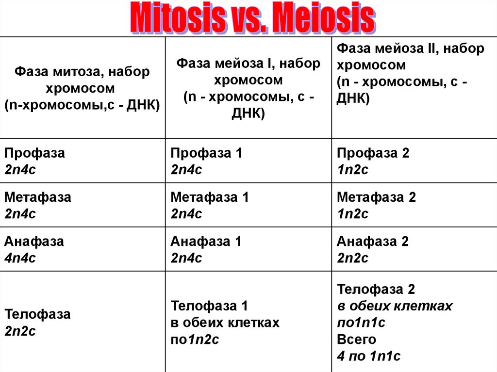 Сколько хромосом в телофазе мейоза 1. Хромосомный набор в стадиях митоза. Набор хромосом в фазах мейоза 1. Митоз мейоз хромосомный набор таблица. Митоз и мейоз таблица набор хромосом.