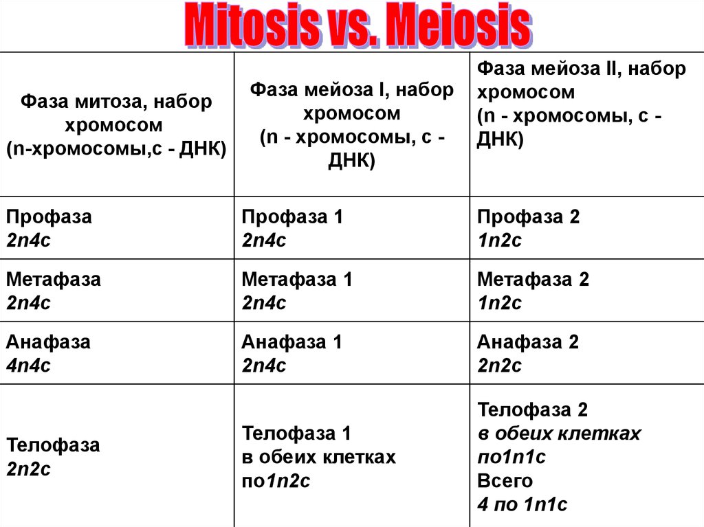 Набор хромосом и днк в мейозе. Таблица митоз мейоз хромосомный набор. Фазы митоза и мейоза таблица 2n2c. Митоз и мейоз таблица набор хромосом. Фазы мейоза таблица с формулами.