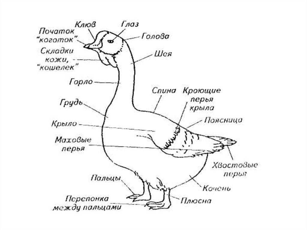 Название частей птицы. Строение селезня. Скелет гуся с описанием. Строение Гусыни. Кряква внутреннее строение.