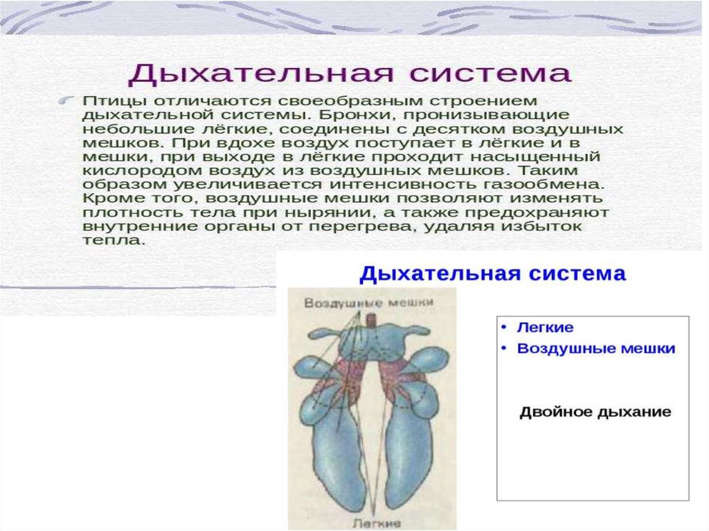 Методы оценки экстерьера и интерьера птицы