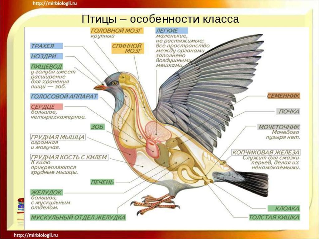 Методы оценки экстерьера и интерьера птицы