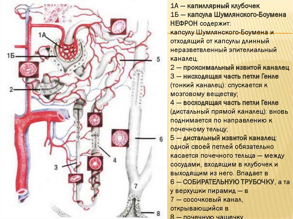 Петля генле лоханка капсула боумена шумлянского