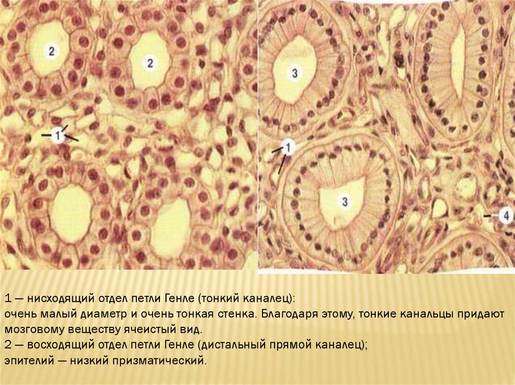 Гистология почек презентация