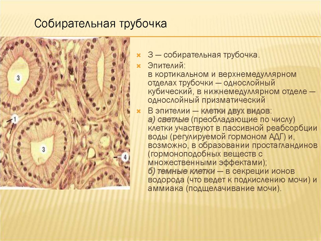 Какую функцию выполняет собирательная трубка. Эпителий собирательных трубочек. Однослойный цилиндрический эпителий собирательных трубок почки.