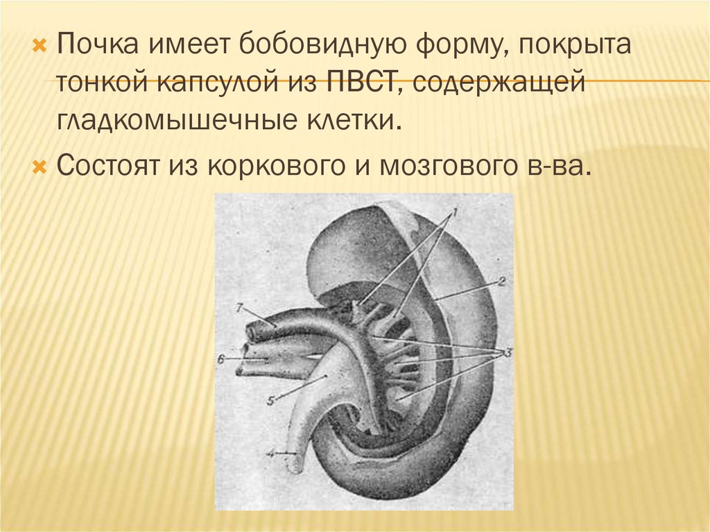 Выберите описание почек парный орган бобовидной формы. Бобовидная форма почки. Макроскопическое строение почки. Клетки бобовидной формы. Имеет клетки бобовидной формы.