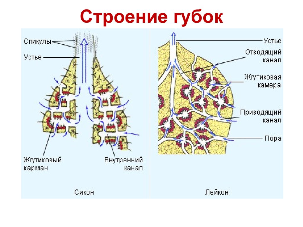 Зарисуйте схему строения губки подпишите основные части опишите особенности внешнего строения губки