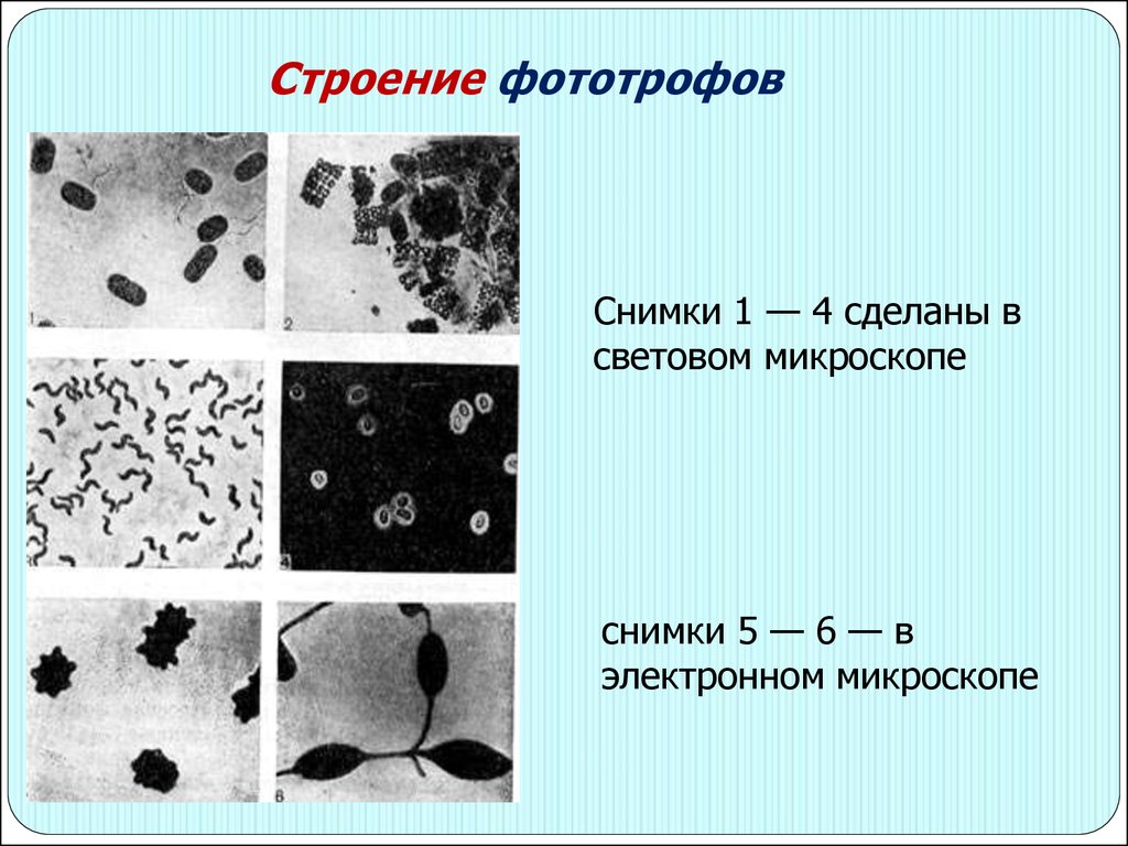 Фототрофы примеры. Электронный микроскоп снимки бактерии строение. Гетерогенная структура микроскоп снимки. Снимок сделанный на световом микроскопе. Фототрофами являются простейшие.