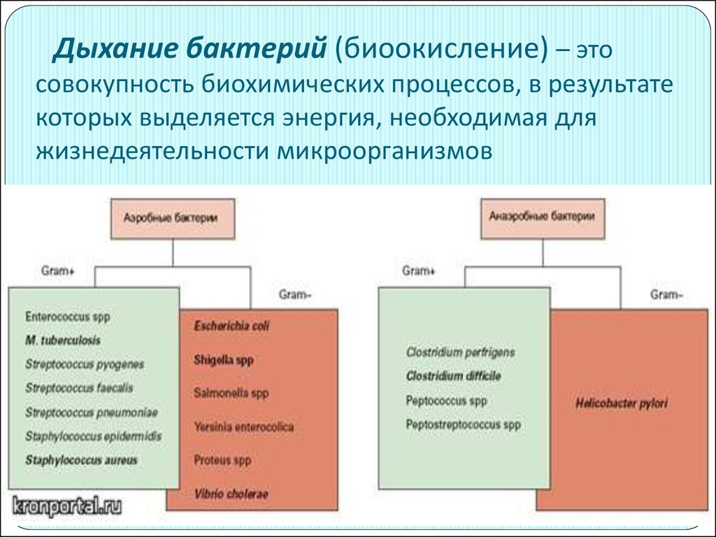 Процесс в результате которого из. Процесс дыхания у бактерий. Типы дыхания микроорганизмов. Типы дыхания бактерий. Типы дыхания бактерий микробиология.