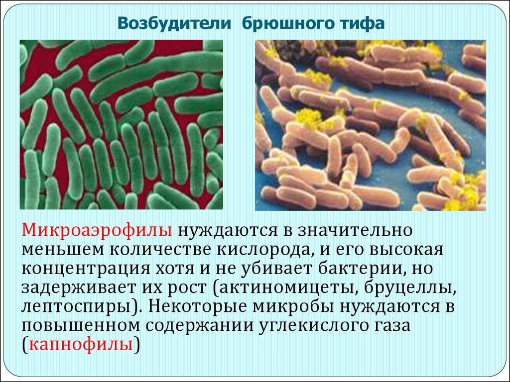 Капнофилы это