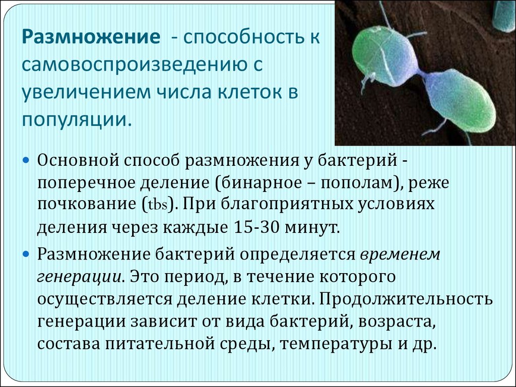 Увеличение числа клеток. Способы размножения микроорганизмов. Физиология бактерий методы ее изучения. Способность к самовоспроизведению. Методы изучения размножения.