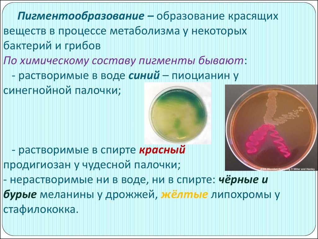 Какие химические вещества образуют тело бактерий. Пигменты бактерий. Пигменты микроорганизмов классификация. Ферменты и пигменты микроорганизмов. Классификация пигментов бактерий.