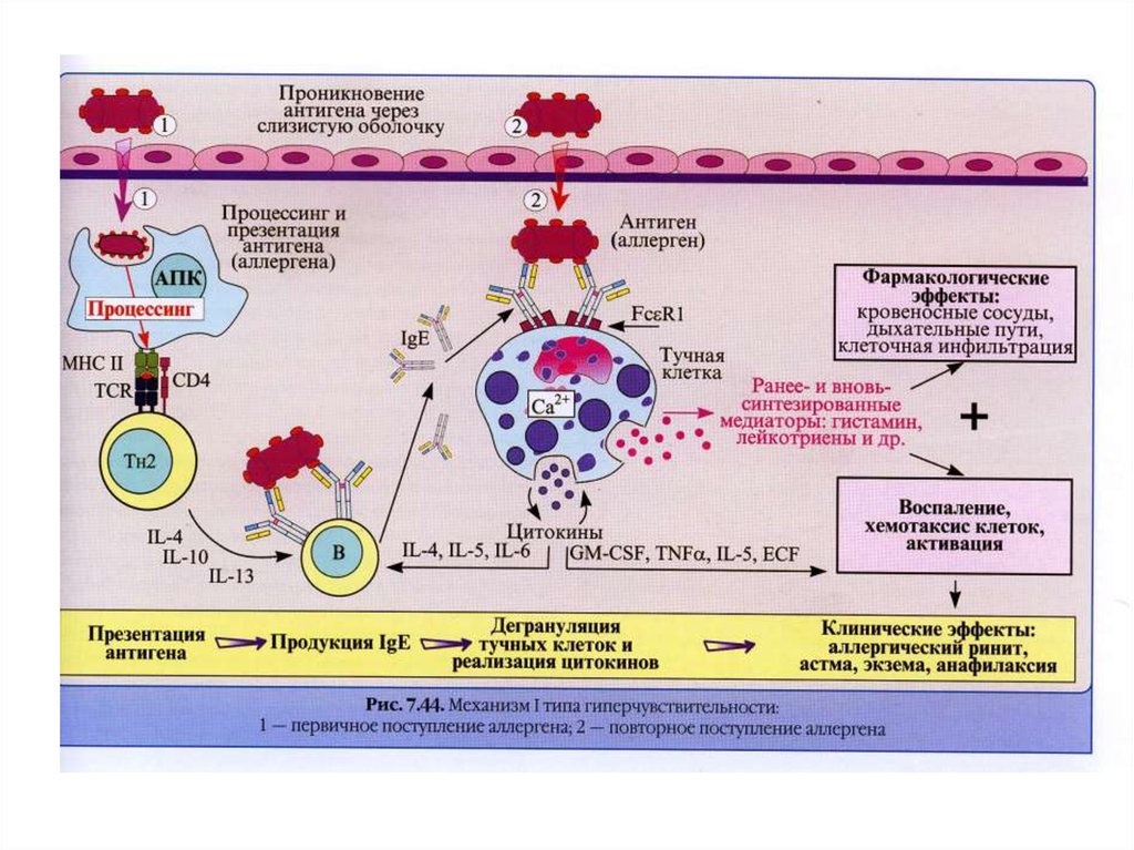 Аллергические реакции 3. Патогенез реакции гиперчувствительности 1 типа. Схема патогенеза реакции гиперчувствительности 1 типа. 3 Тип гиперчувствительности патофизиология. Аллергическая реакция 1 типа.