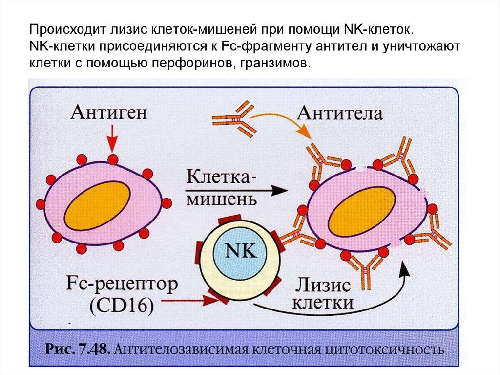 Цитотоксические т клетки. Механизм цитотоксического действия NK-клеток. NK клетки механизм действия. Схема АЗКЦ иммунология. Цитотоксичность NK клеток.