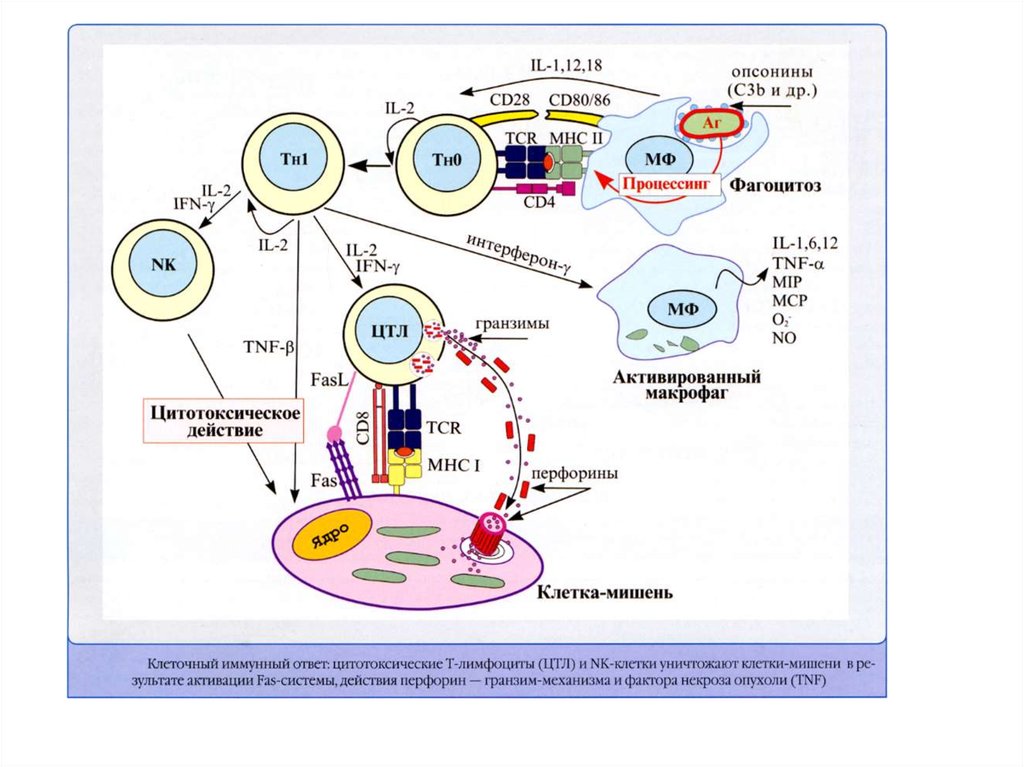 Взаимодействие иммунных клеток. Схема клеточного иммунного ответа. Иммунный ответ клеточного типа. Клеточный иммунный ответ схема гистология. Механизм клеточного иммунного ответа иммунология.
