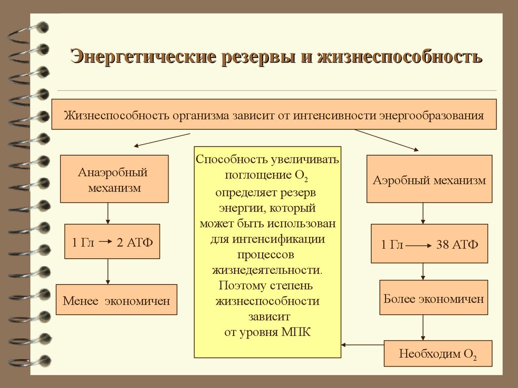 Энергетический ресурс организма. Энергетический резерв организма. Резервы организма. Функциональные резервы организма. Энергетические ресурсы организма.