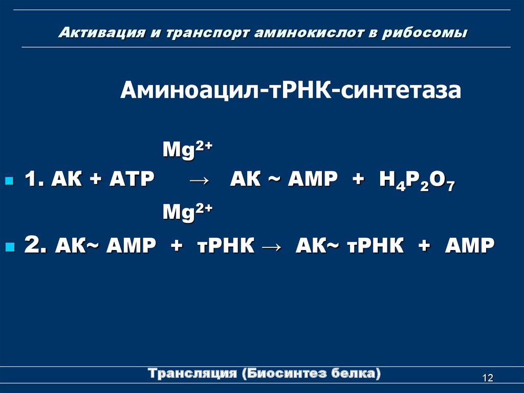 Mg n2. Активация и транспорт аминокислот. Транспорт аминокислот осуществляют. Транспорт аминокислот к рибосомам. Активирован и транспорт аминокислот.