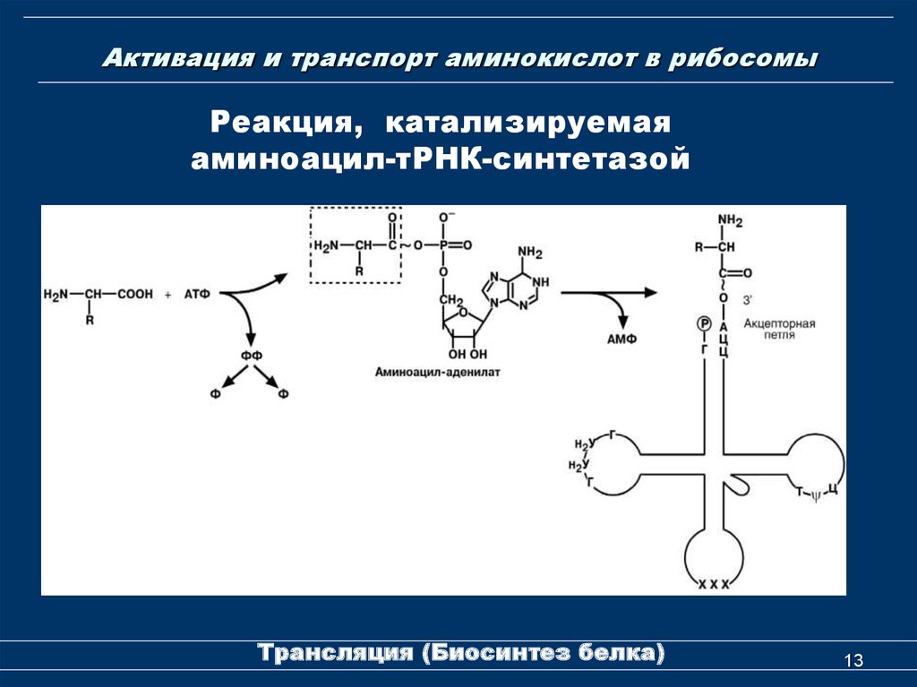 Трансляция трнк. Реакцию активации аминокислот биохимия. Этапы активации аминокислот трансляция. Реакция активирования аминокислот. Реакция катализируемая аминоацил-ТРНК синтетазой.