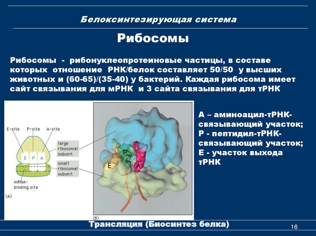 Рибосомы бактерий. Белок‑синтезирующему аппарату клетки. Состав белоксинтезирующей системы. Белоксинтезирующий аппарат бактерий. Белоксинтезирующий аппарат клетки.