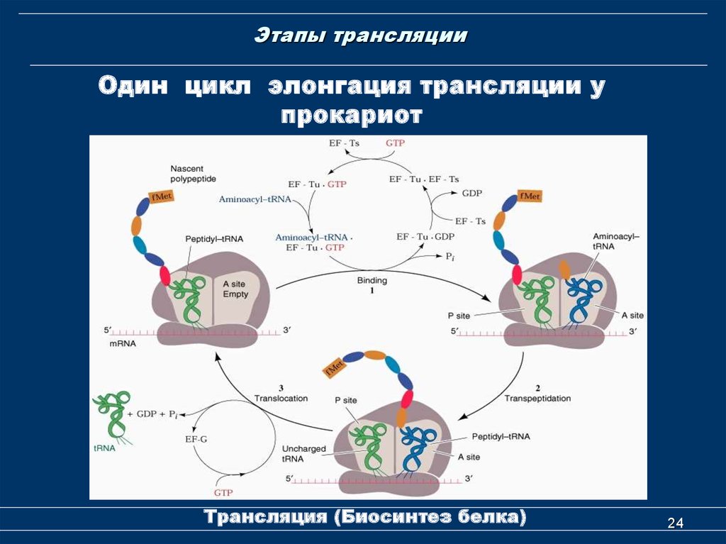 Трансляции 8. Биосинтез белка трансляция элонгация. Цикл элонгации трансляции рибосомы. Фаза элонгации при трансляции. Этапы элонгации трансляции.