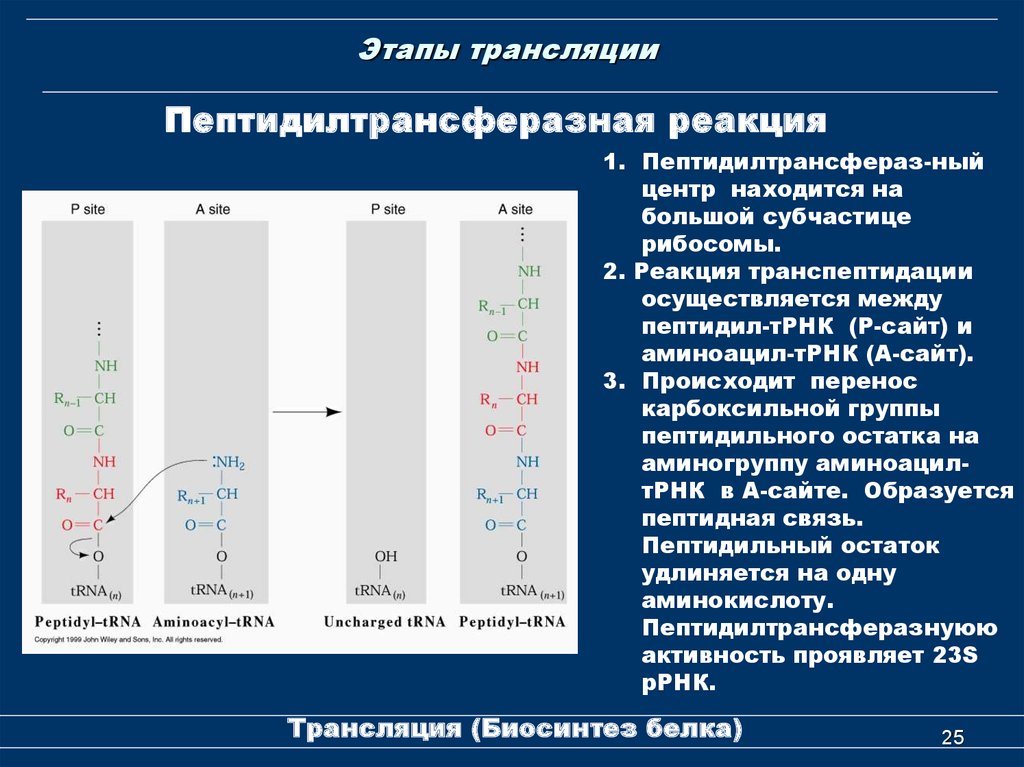 Этапов трансляции белка