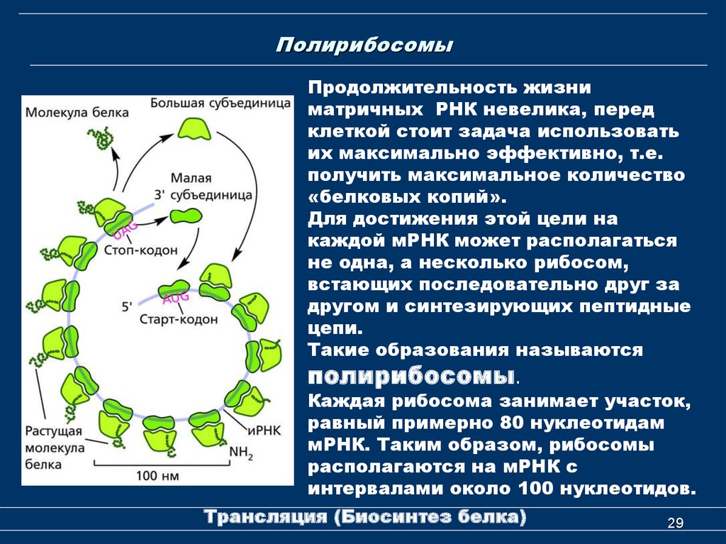 Система биосинтеза