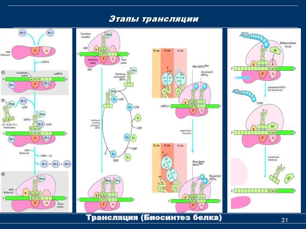 Схема трансляции биохимия