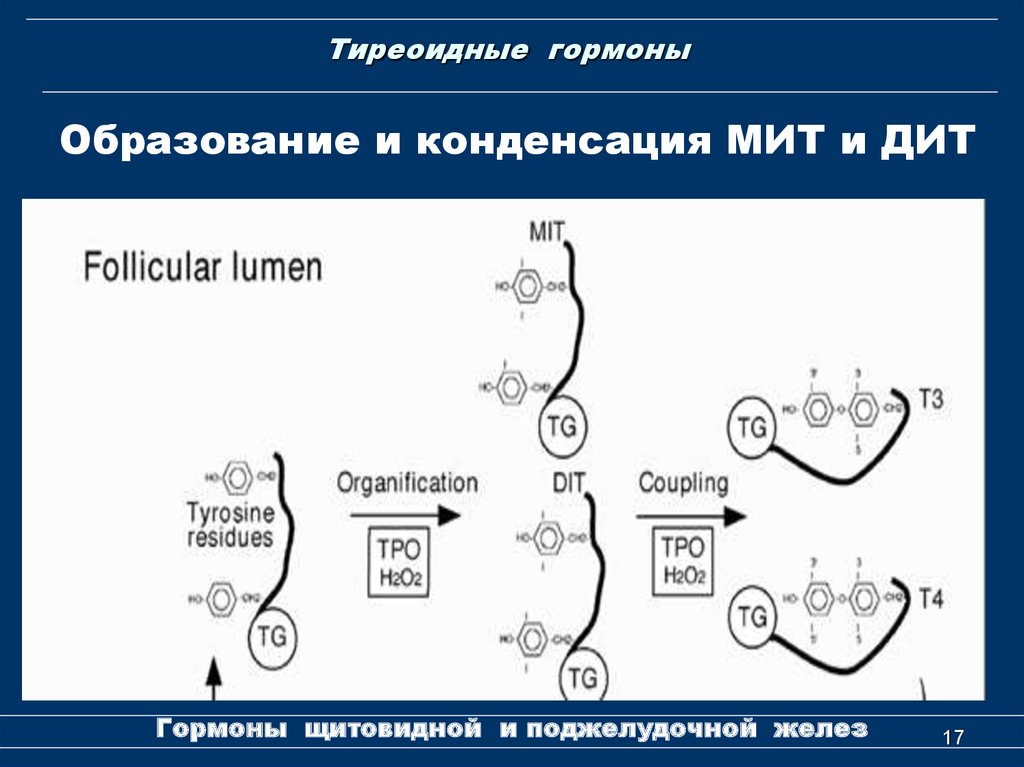 Тиреоидные гормоны презентация