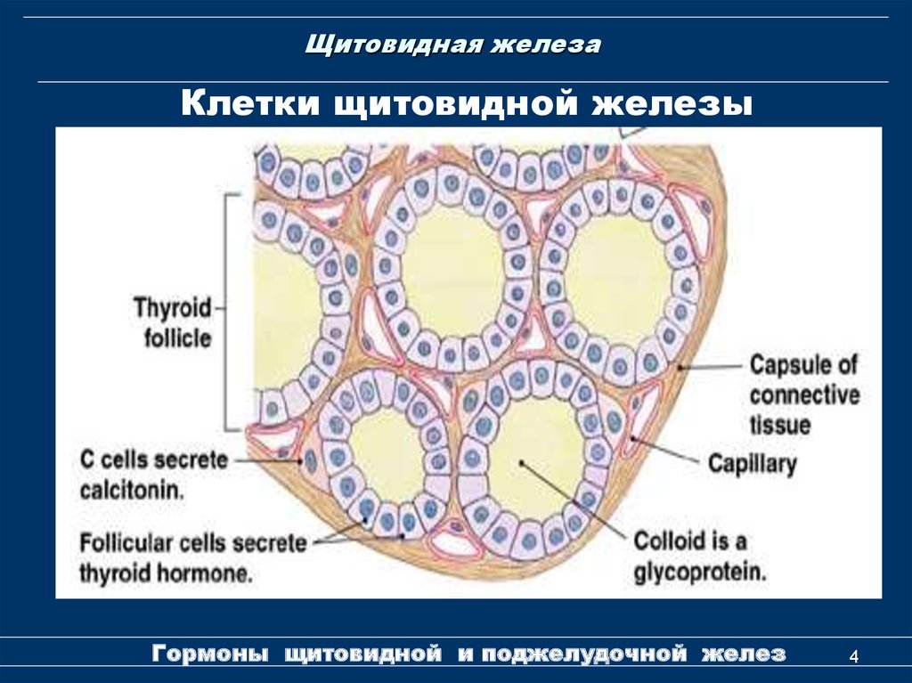 Фолликул тироцита. Тироциты фолликулярные клетки щитовидной железы. Строение фолликула щитовидной железы гистология. Схема строения фолликулов щитовидной железы. Строение щитовидной железы человека гистология.