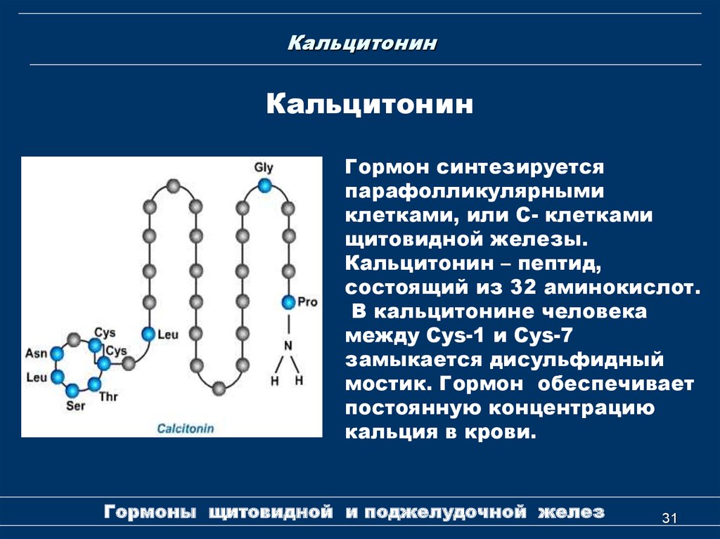 Кальцитонин щитовидной железы. Кальцитонин одноцепочечный пептид. Кальцитонин гормон щитовидной железы что это такое. Гормон кальцитонин строение. Гормон щитовидной железы тиреокальцитонин:.