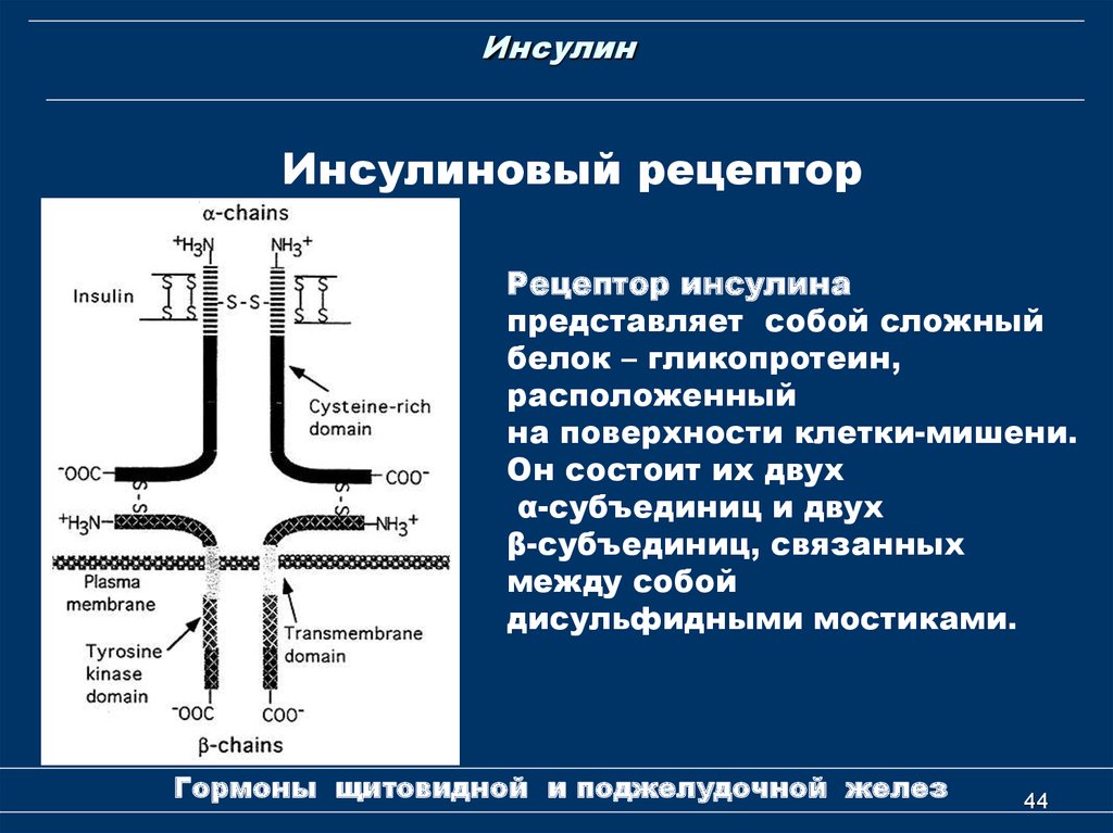 Системы которые состоят из двух. Строение рецептора инсулина. Строение рецептора инсулина биохимия. Тип рецепторов инсулина. Строение инсулинового рецептора биохимия.