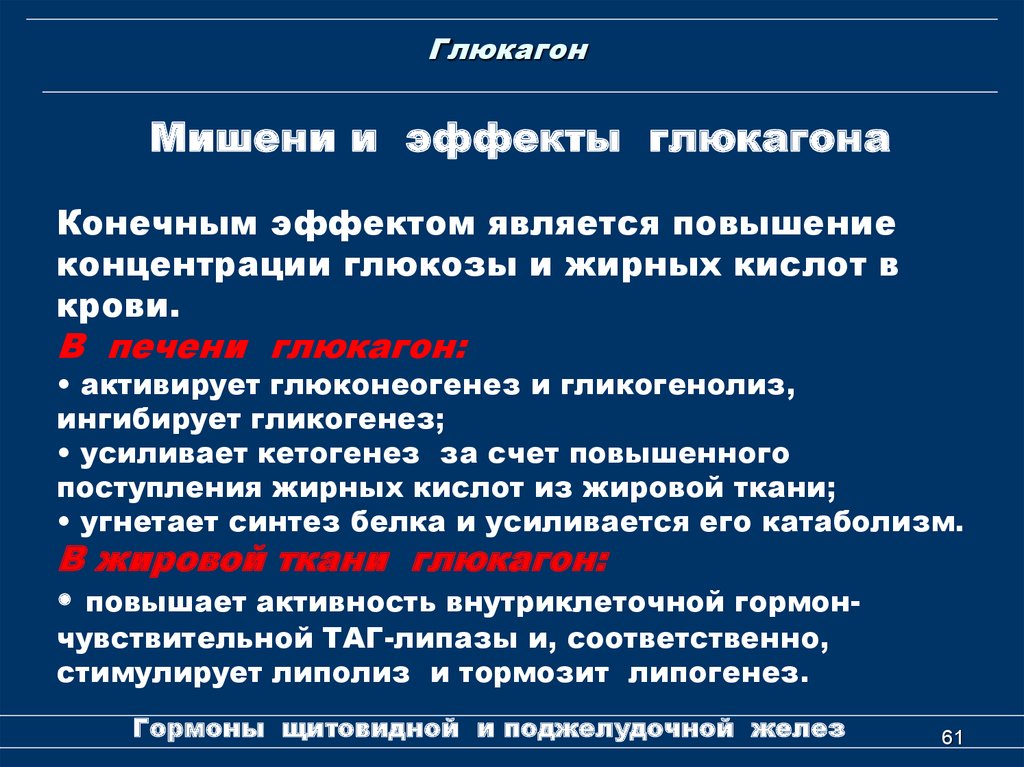 Глюкагон фермент. Глюкагон органы мишени. Глюкагон гормон физиология. Эффекты инсулина и глюкагона. Глюкагон влияние на обменные процессы.