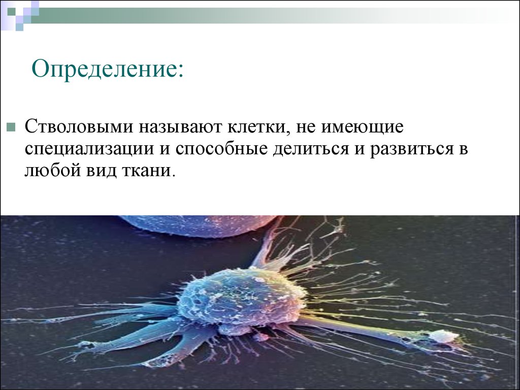 Скопление клеток называют. Стволовые клетки имеют. Стволовые клетки презентация. Как называются клетки, прошедшие специализацию?.