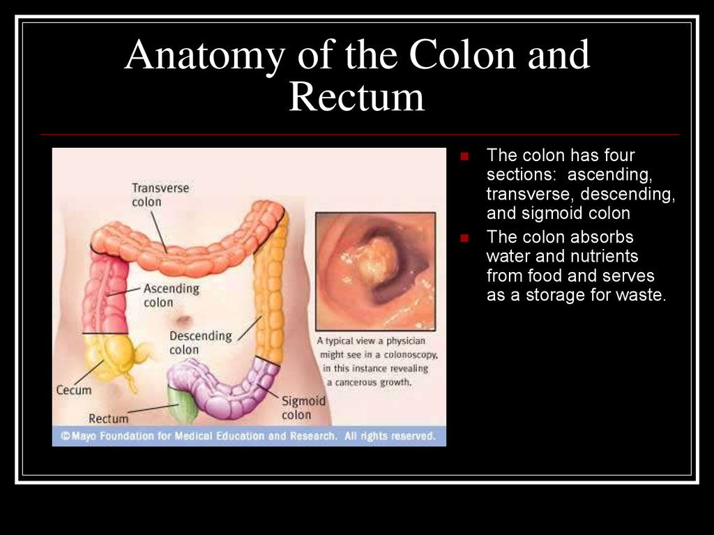 Anatomy of the Colon and Rectum