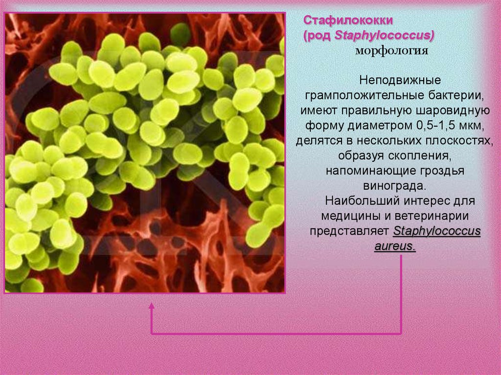 Staphylococcus aureus 5