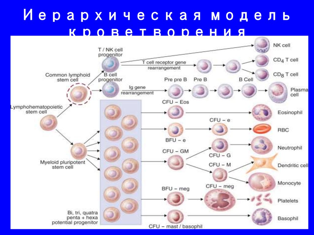 Кроветворение почек. Модель кроветворения. Кроветворение у детей. Стволовая клетка кроветворения обладает тест. Стволовая клетка кроветворения в покое имеет морфологию.