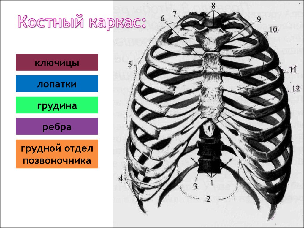Грудную клетку образуют ответ. Рентгеноанатомия грудной клетки ребра. Костный каркас грудной клетки. Грудная клетка ребра Грудина грудные позвонки. Грудной отдел позвоночника с ребрами Грудина.