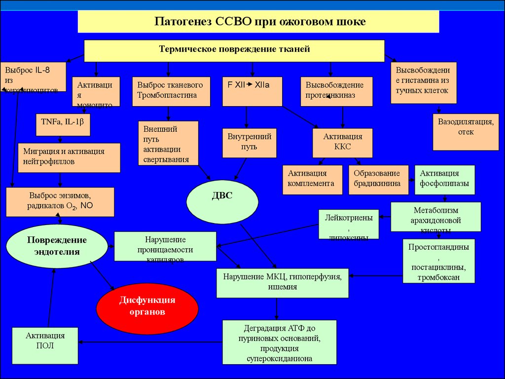 Патогенез ожоговой болезни схема