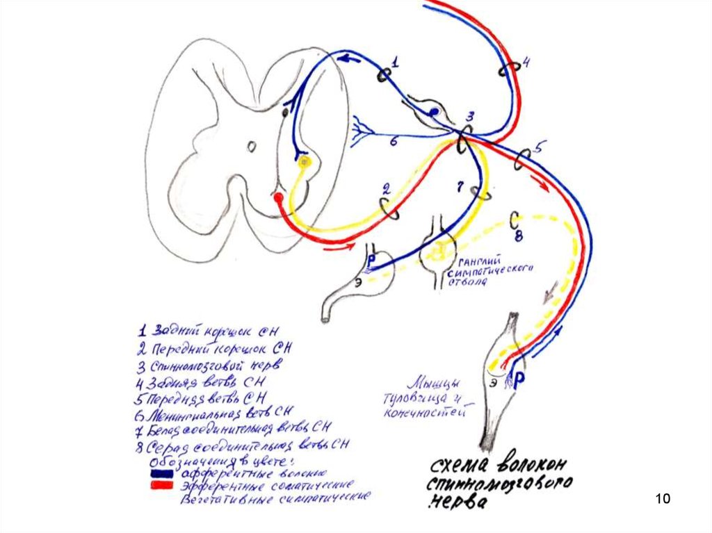 Иннервация сосудов. Схема иннервации сердца теплокровного животного. Чувствительная иннервация печени. Блуждающий нерв рефлекторная дуга. Рефлекторная дуга симпатической иннервации органов грудной полости..